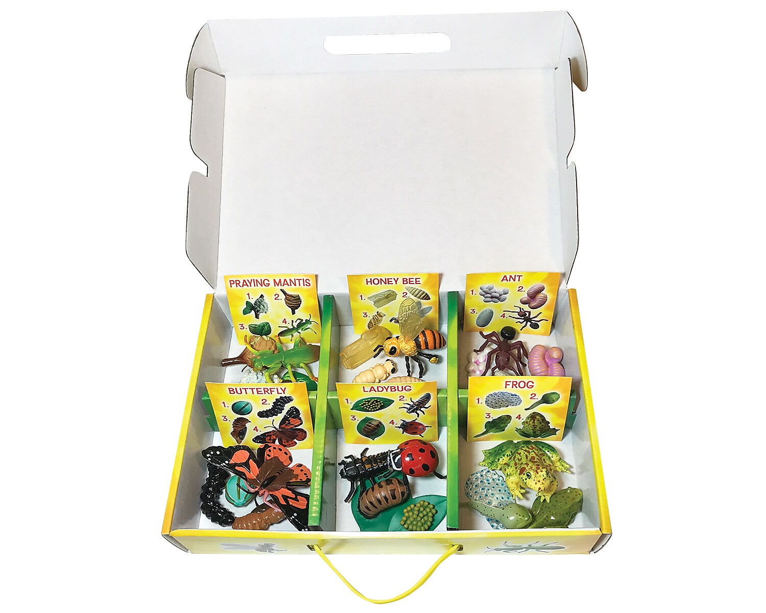 Insect Lore Life Cycle Figurines Set, 24 Pieces