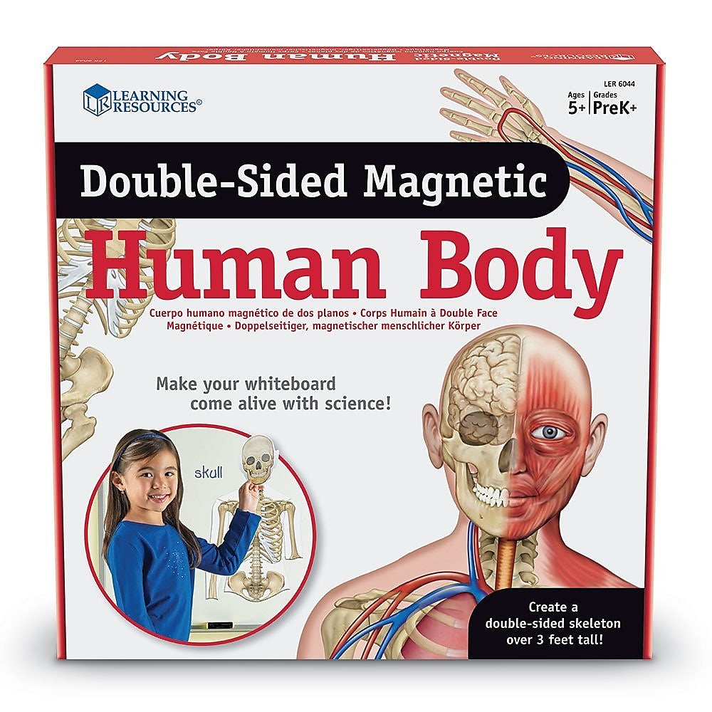 Learning Resources Double Sided Magnetic Human Body