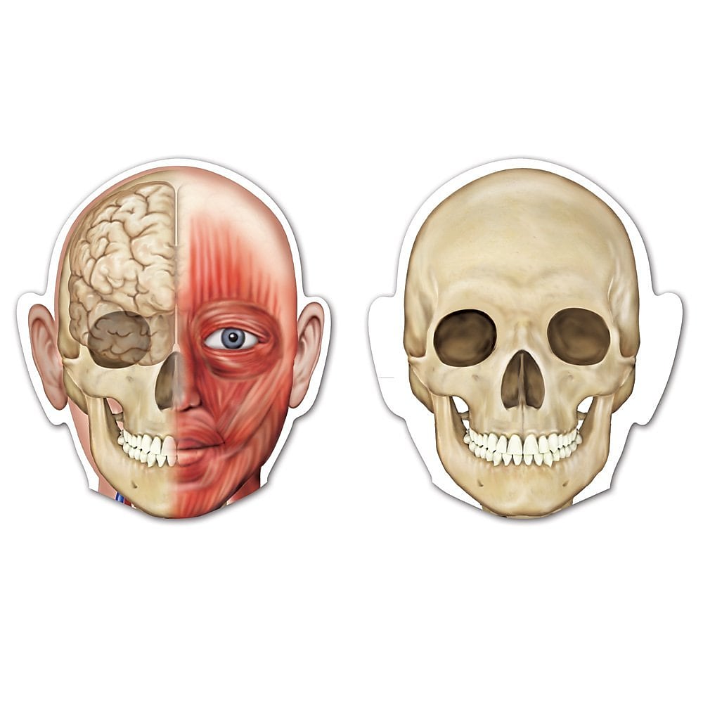Learning Resources Double Sided Magnetic Human Body