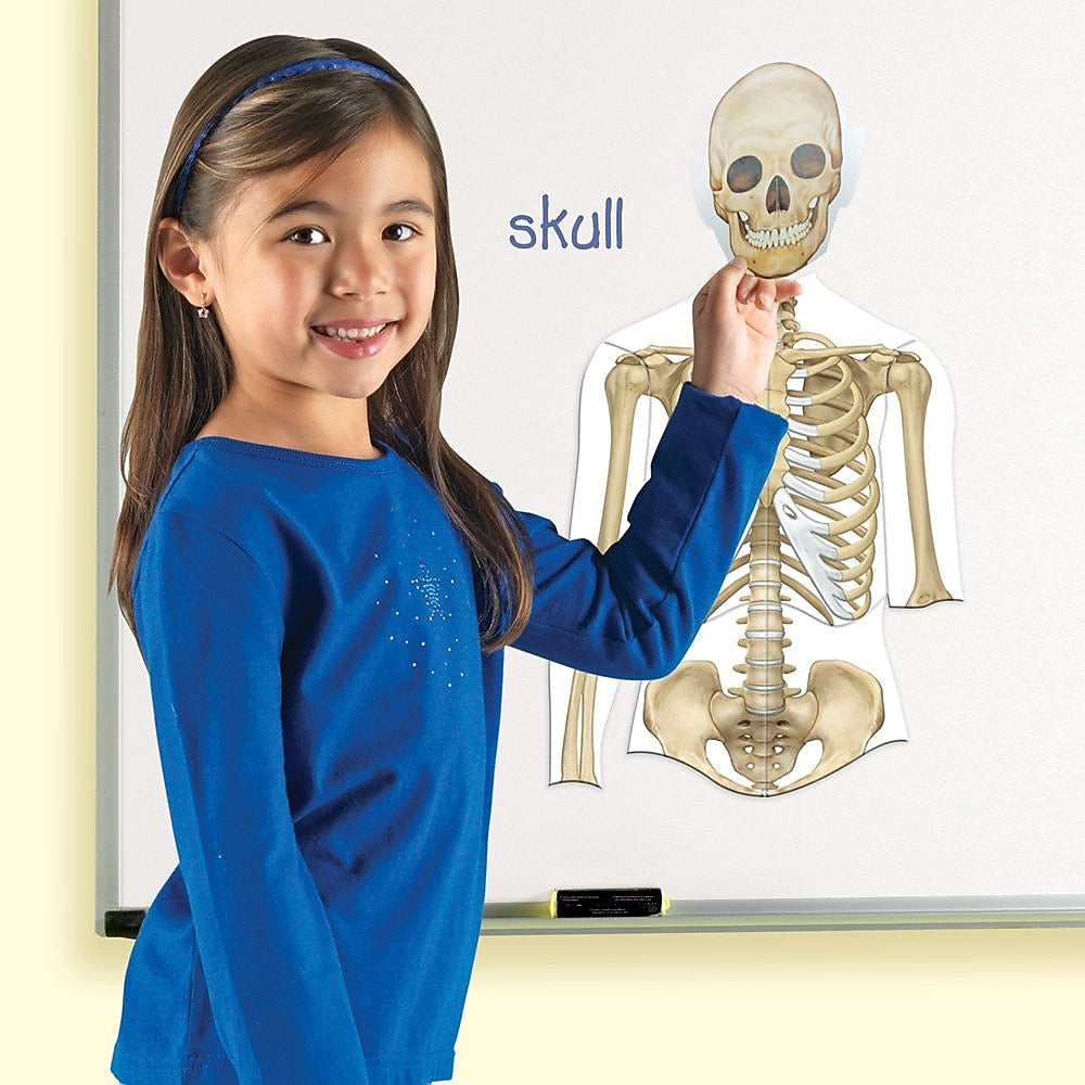 Learning Resources Double Sided Magnetic Human Body