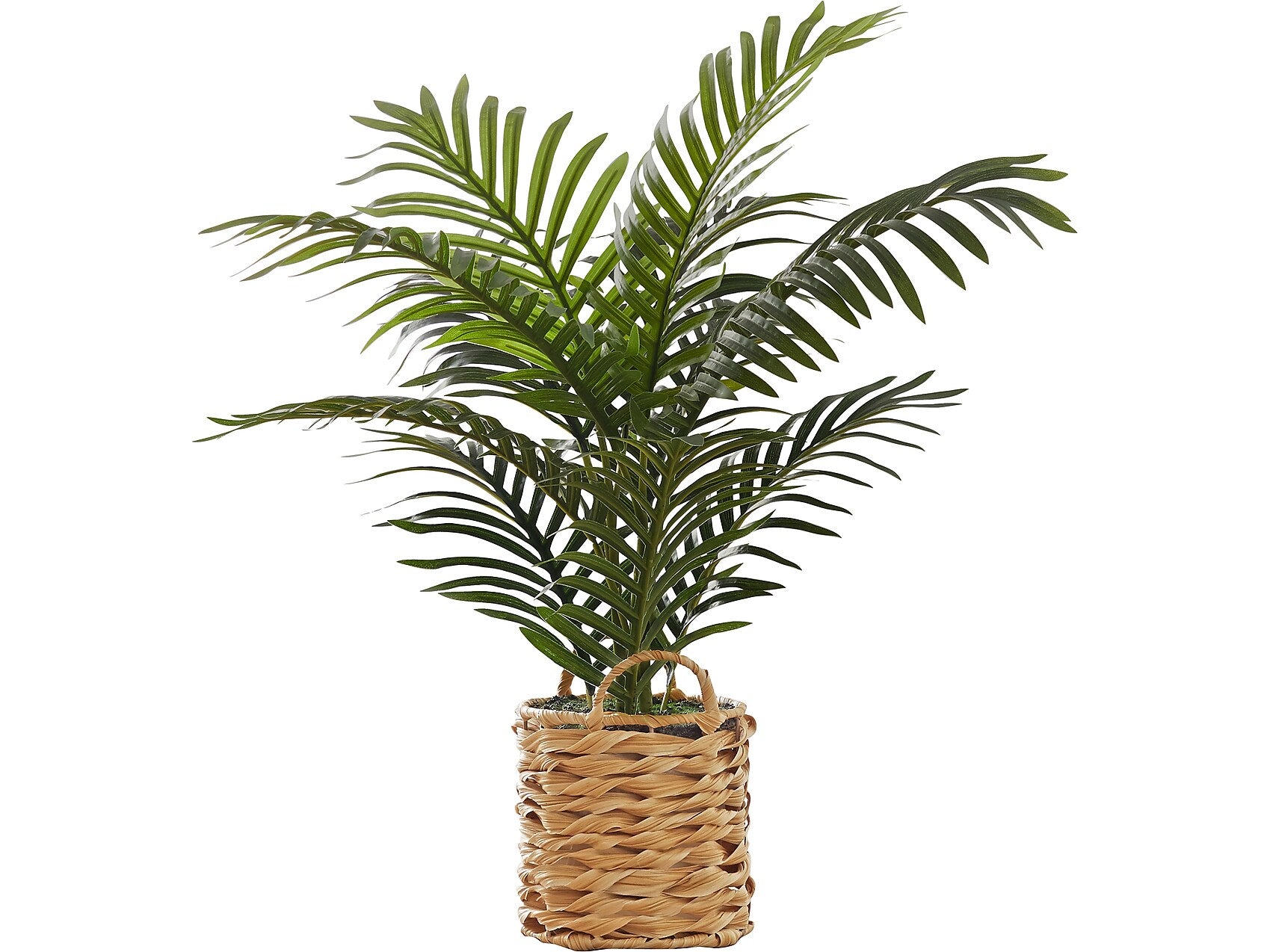 Monarch Specialties Inc. Palm in Basket